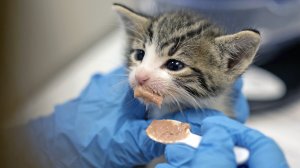 A kitten is shown in an undated file photo. (Credit: Calvin B. Alagot / Los Angeles Times)