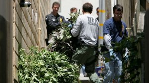 Federal agents seize marijuana plants during a raid of a medical marijuana club June 22, 2005 in San Franciso (Credit: by Justin Sullivan/Getty Images)