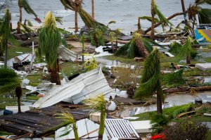 A photo taken on Sept. 6, 2017 shows destroyed palm trees, outside the "Mercure" hotel in Marigot, on the Bay of Nettle, on the island of Saint-Martin in the northeast Caribbean, after the passage of Hurricane Irma. (Credit: LIONEL CHAMOISEAU/AFP/Getty Images)