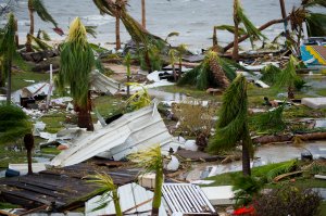 A photo taken on Sept. 6, 2017 shows destroyed palm trees, outside the "Mercure" hotel in Marigot, on the Bay of Nettle, on the island of Saint-Martin in the northeast Caribbean, after the passage of Hurricane Irma. (Credit: LIONEL CHAMOISEAU/AFP/Getty Images)