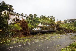An uprooted tree covers a small house in a village near Pointe-a-Pitre on Sept. 19, 2017, in the French territory of Guadeloupe after the passage of Hurricane Maria. (Credit: Cedrick Isham Calvados / AFP / Getty Images)