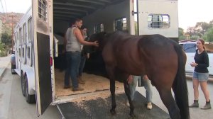 Residents help a horse get in a trailer in a Burbank neighborhood affected by the La Tuna Fire on Sept. 2, 2017. (Credit: KTLA)