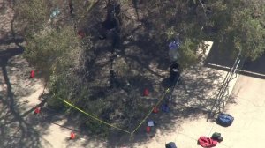The scene where a tree fell and injured five people at an Ojai elementary school on Sept. 25, 2017. (Credit: KTLA)