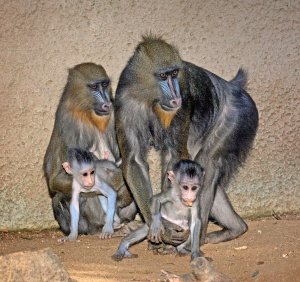 Two baby mandrills are shown with their mothers in a photo provided by the Los Angeles Zoo on Sept. 25, 2017.