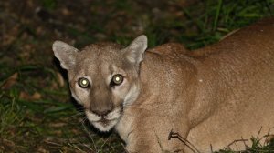 P-41, a 10-year-old male mountain lion is shown in an undated photo provided by the National Park Service on Oct. 5, 2017.