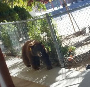 Pasadena Rosebud Academy provided this image of a bear on campus on Oct. 24, 2017.