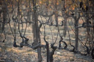 Grape vines damaged by heat from wildfires are seen at a vineyard in Santa Rosa, California, on October 11, 2017. (Credit: ROBYN BECK/AFP/Getty Images)