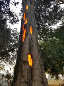 Matthew McDermott posted this photo of tree burning near Sonoma on Oct. 9, 2017.