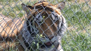 Tiger recovered during Operation Jungle Book in the Los Angeles area. (Credit: USFWS)