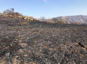 The area where wild flowers were blooming at Weir Canyon Wilderness Park in March was scorched during the Canyon Fire 2 on Oct. 10, 2017. (Credit: Chip Yost/KTLA)