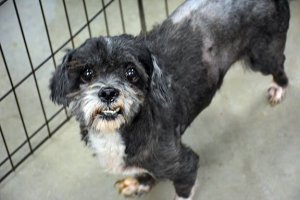 Officials released this photo of Chance, showing the dog after his treatment.