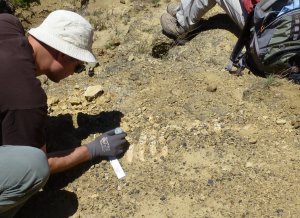 Scientists uncovered the fossilized remains of a potentially new species of ancient sea cow in July 2017. (Credit: National Park Service)