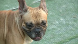 One of 78 dogs rescued from a breeder in Westminster is shown at a shelter on Nov. 14, 2017. (Credit: KTLA)