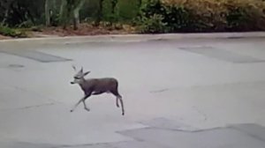 A deer is seen trotting across a roadway where it was shot on Sept. 14, 2017. (Credit: Robyn and Chuck Tapert)