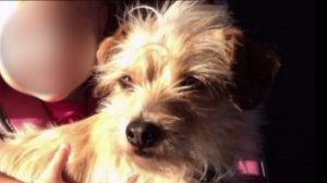 Lucky is seen in a photo posted to a GoFundMe page.