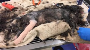 Chance is seen before his treatment in a photo released by Maricopa County Animal Care and Control.