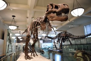 A photo taken on Sept. 18, 2017 shows the skeleton of a dinosaur on display at the Dinosaur Hall of the American Museum of Natural History in New York City. (Credit: ANGELA WEISS/AFP/Getty Images)