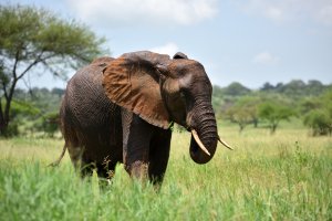 An elephant is seen at Serengeti natural park in Tanzania, Africa. (Credit: iStock Getty Images Plus)