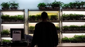 Cannabis sprouts on display and for sale in this file photo from Nov. 6, 2014. (Credit: Los Angeles Times)