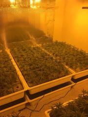 Marijuana plants were being grown at two Chino Hills locations, which are unrelated, before they were both busted on Nov. 29, 2017. (Credit: Chino Hills Police Department)