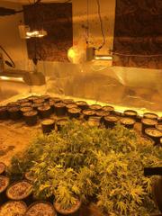 Marijuana plants were being grown at two Chino Hills locations, which are unrelated, before they were both busted on Nov. 29, 2017. (Credit: Chino Hills Police Department)