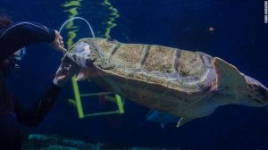 A sea turtle is fitted for a 3D-printing shell at the Birch Aquarium in La Jolla in December 2017. (Courtesy: Birch Aquarium)