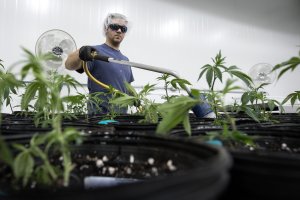 Tweed employee Ian Johnston waters small seedlings of marijuana plants inside the Mother Room at Tweed in Ontario, Canada on Dec. 5, 2016. (Credit: Lars Hagberg/AFP/Getty Images)