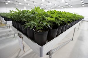 Medicinal marijuana plants at Tweed in Ontario, Canada on Dec. 5, 2016. (Credit: Lars Hagberg/AFP/Getty Images)