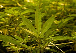 Marijuana plants are grown at Essence Vegas' 54,000-square-foot cultivation facility on July 6, 2017, in Las Vegas. (Credit: Ethan Miller / Getty Images)