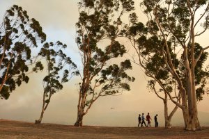 Trees sway in the Santa Ana Winds as a smoke rises from the Canyon Fire 2 in Orange, on October 9, 2017. (Credit: Robyn Beck/AFP/Getty Images)