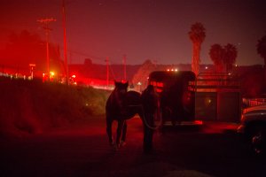 Horses that survived the Lilac Fire in their stalls are loaded onto a trailer in the early morning hours of Dec. 8, 2017, near Bonsall. (Credit: David McNew / Getty Images)