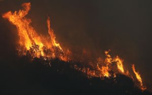  The Thomas Fire burns trees on December 8, 2017 in the Los Padres National Forest. (Credit: Mario Tama/Getty Images)