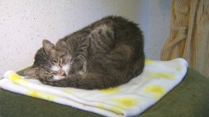 A cat who had been missing from Georgia for six months was discovered riding along with a long-haul trucker in Riverside County. He is seen here in a Jurupa Valley animal shelter on Dec. 15, 2017. (Credit: KTLA)