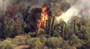 Trees burn during a brush fire near downtown Riverside on Dec. 21, 2017. (Credit: KTLA)