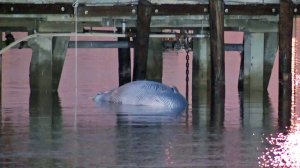 A dead whale is seen after it was tied to a pier at the Port of Long Beach on Dec. 28, 2017. (Credit: KTLA)