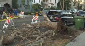 Powerful winds downed a tree in Beverly Grove, seen on Dec. 21, 2017. (Credit: KTLA)