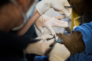 UC Davis and CDFW veterinarians carefully suture tilapia fish skin bandages to bear paws. (Credit: Karin Higgins / UC Davis)