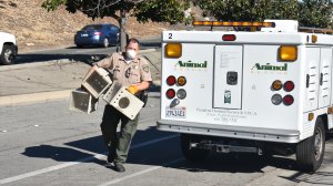 An animal control officers goes into a home to assist with the rescue of 54 cats in Pasadena on Jan. 23, 2018. (Credit: Pasadena Humane Society) 