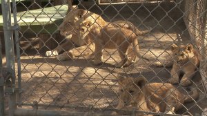 The lion family was evacuated during the recent Creek fire, which burned a portion of the property. (Credit: KTLA) 