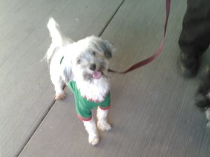 One of the dogs seized at from the home of David and Louise Turpin is seen in a photo provided by the city of Perris.