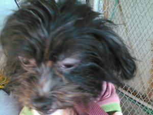 Fluffy, one of the dogs seized at from the home of David and Louise Turpin, is seen in a photo provided by the city of Perris.