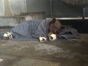 One of the bears rests in her enclosure after her treatment. Her paws are wrapped in corn husks meant to delay her efforts to chew off the tilapia skin bandages underneath. (Credit: California Department of Fish and Wildlife)