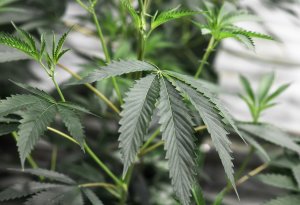 Marijuana plants grow under artificial light at the Green Pearl Organics dispensary in Desert Hot Springs on the first day of legal recreational marijuana sales in California, Jan. 1, 2018. (Credit: Robyn Beck / AFP / Getty Images)