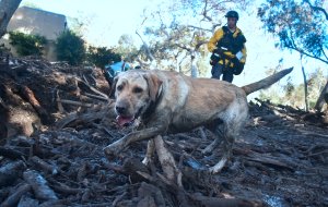 A member of a search and rescue team and his search dog sift through debris looking for victims on a property in Montecito, California on January 12, 2018. (Credit: FREDERIC J. BROWN/AFP/Getty Images)
