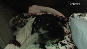 Jake the dog survived the crash and was rescued from the rocks, authorities say. (Credit: VCNews) 