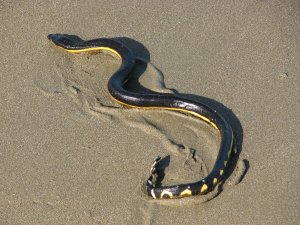 A yellow-bellied sea snake is seen slithering on the coast of Costa Rica in this undated photo. (Credit: Aloaiza / Wikimedia Commons)