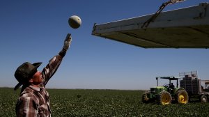 A worker harvests cantaloupes on a farm on Aug. 22, 2014, near Firebaugh in Fresno County. of laborers. (Credit: Justin Sullivan/Getty Images)