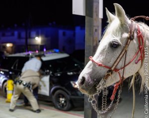 A horse is seen as a CHP officer take a man into custody for riding the animal while drunk on the 91 Freeway in Long Beach on Feb. 24, 2018. (Credit: CHP)