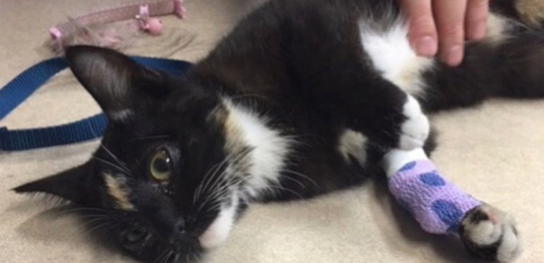 The kitten, seen in a photo released by police, is recovering.