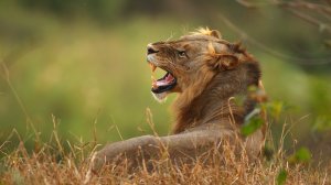 In this file photo, a lion is seen on the banks of the Luvuvhu river at the Pafuri game reserve on July 21, 2010 in Kruger National Park, South Africa. (Credit: Cameron Spencer/Getty Images)